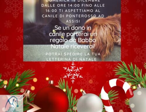 NATALE SE UN DONO IN CANILE PORTERAI UN REGALO DA BABBO NATALE RICEVERAI