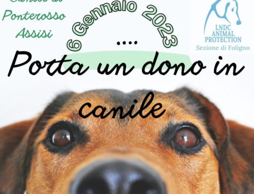 Porta un dono in canile
